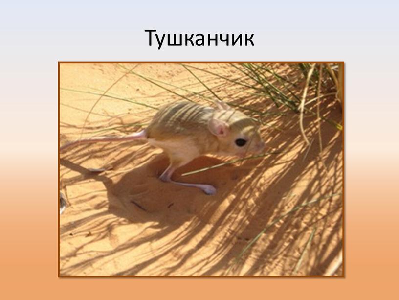 Тушканчик