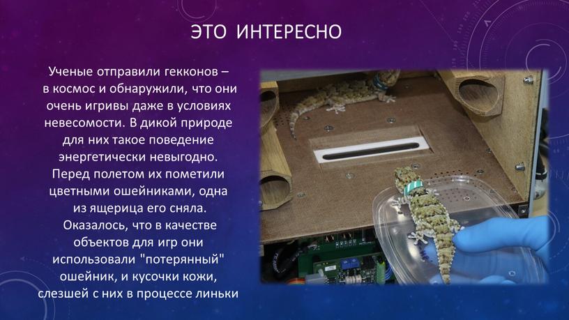 Это интересно Ученые отправили гекконов – в космос и обнаружили, что они очень игривы даже в условиях невесомости