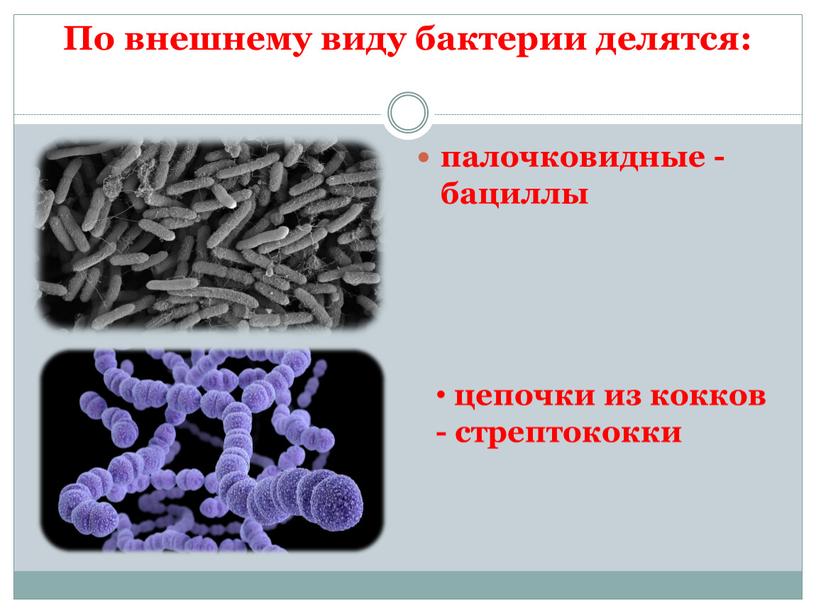 По внешнему виду бактерии делятся: палочковидные - бациллы цепочки из кокков - стрептококки