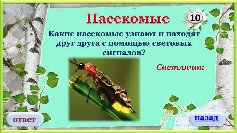 Светлячок Какие насекомые узнают и находят друг друга с помощью световых сигналов? 10