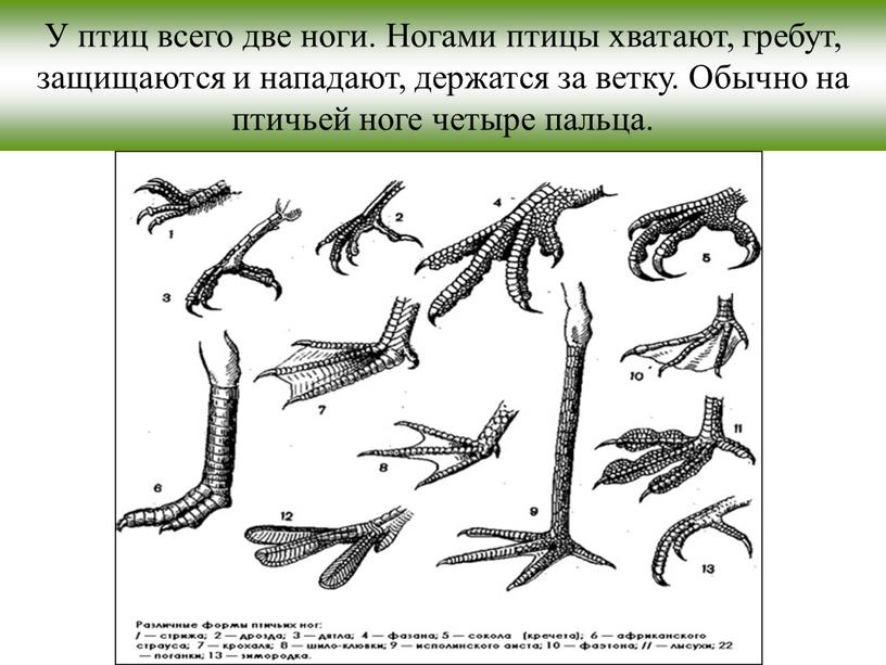 У птиц всего две ноги. Ногами птицы хватают, гребут, защищаются и нападают, держатся за ветку