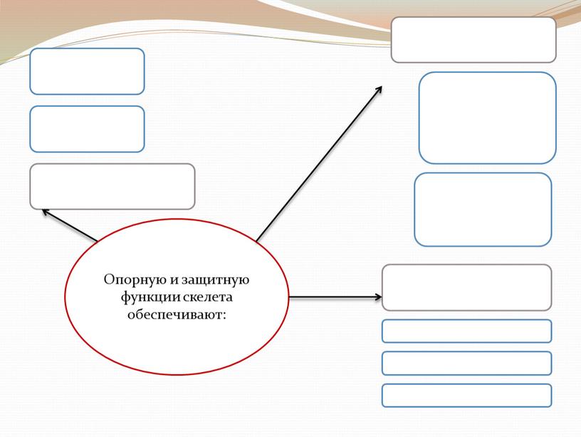 Опорную и защитную функции скелета обеспечивают: