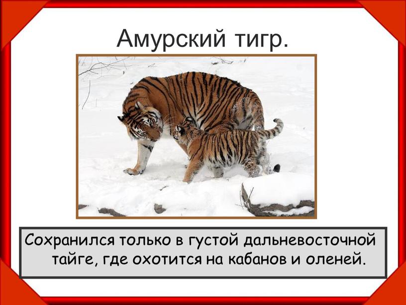 Амурский тигр. Сохранился только в густой дальневосточной тайге, где охотится на кабанов и оленей