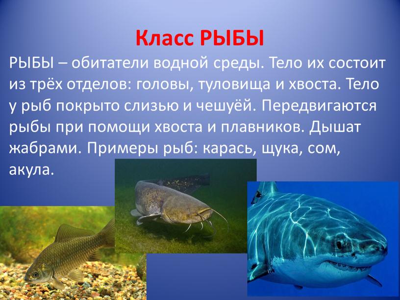 Класс РЫБЫ РЫБЫ – обитатели водной среды