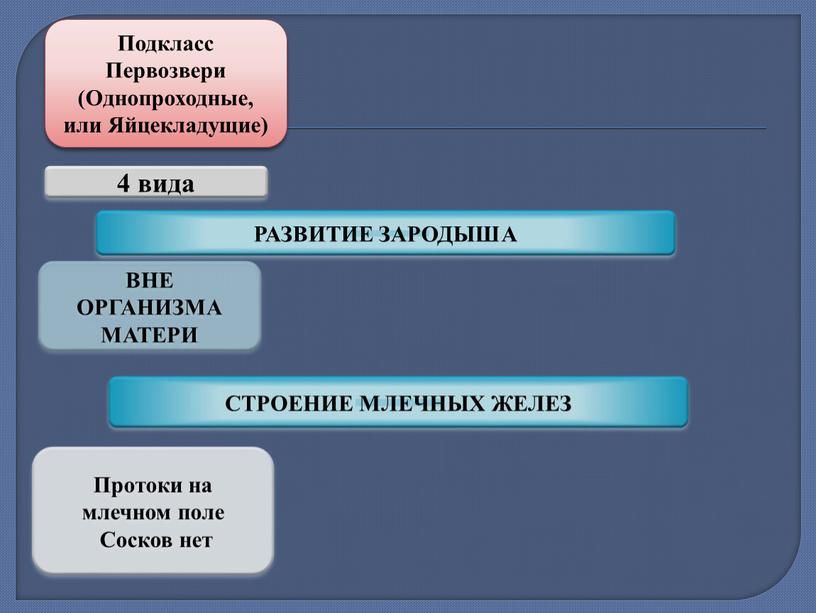 Подкласс Первозвери (Однопроходные, или