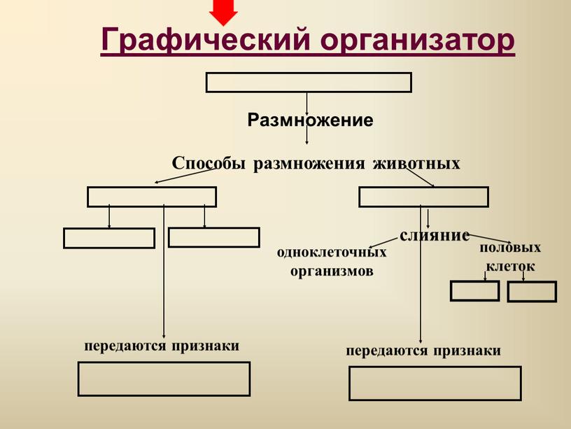 Графический организатор Размножение