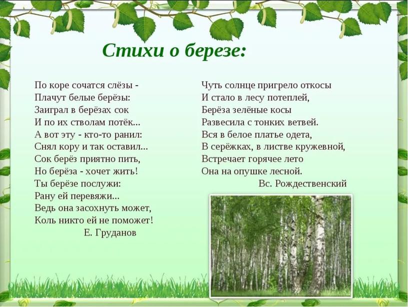 Презентация по окружающему миру в старшей группе "Березка - русская красавица"