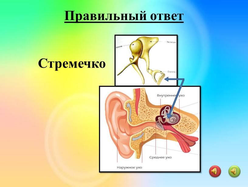 Стремечко Правильный ответ