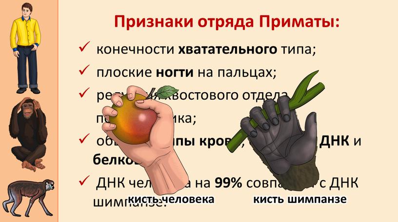 ДНК и белков ; ДНК человека на 99% совпадает с