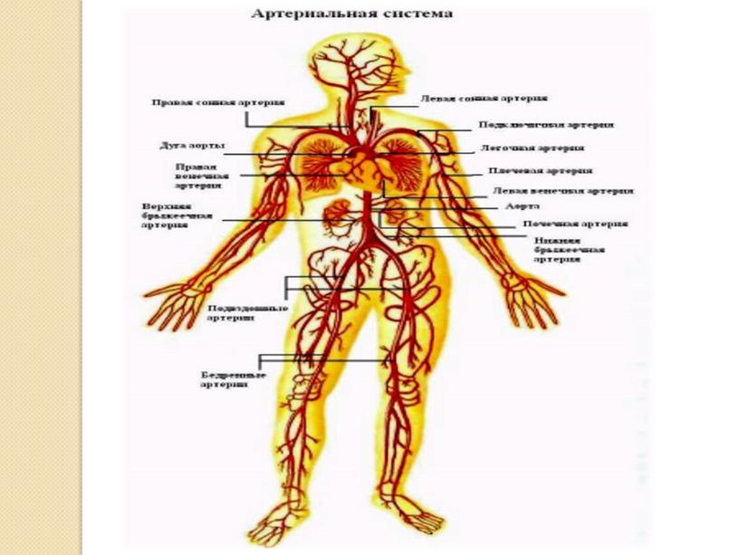 Презентация к занятию по ОБЖ "Первая помощь при острой сердечной недостаточности и инсульте"