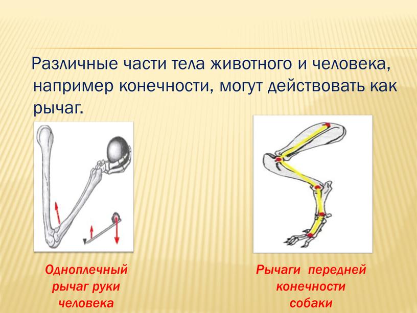 На рисунке изображена система состоящая из рычага и блока чтобы система находилась в равновесии 15