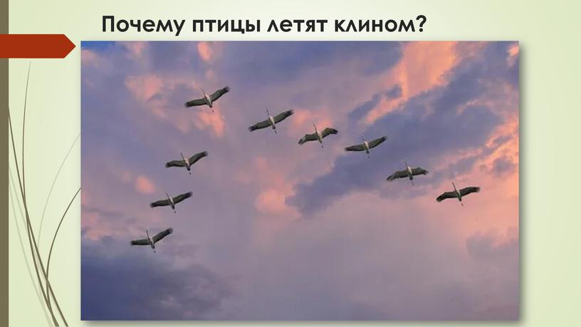 Почему птицы летят клином?