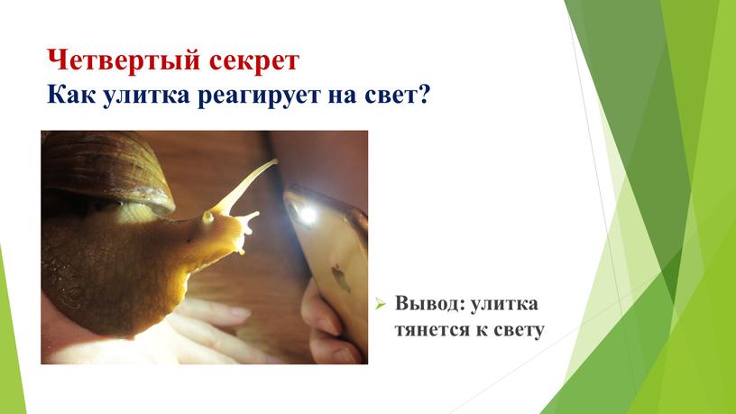 Четвертый секрет Как улитка реагирует на свет?