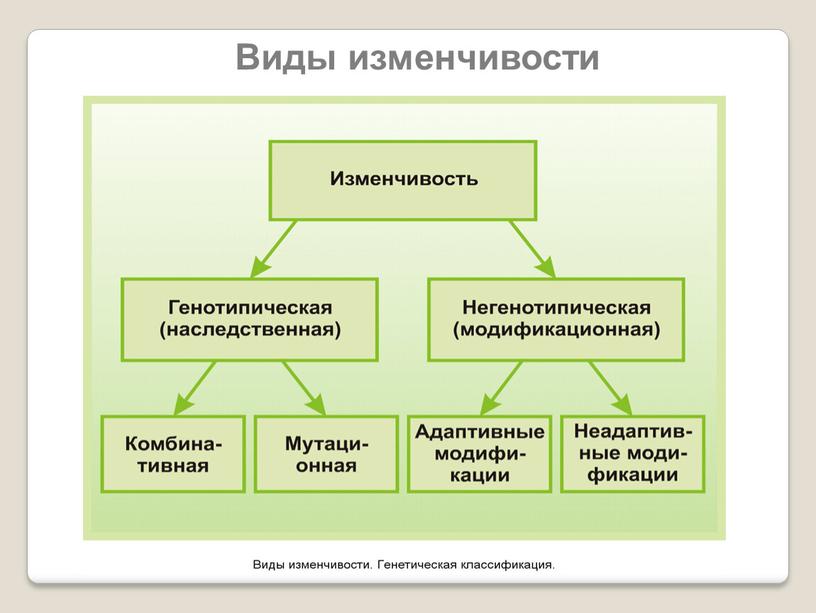 Примеры случайной изменчивости 7 класс