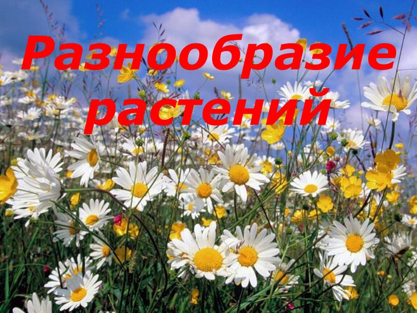 Разнообразие растений