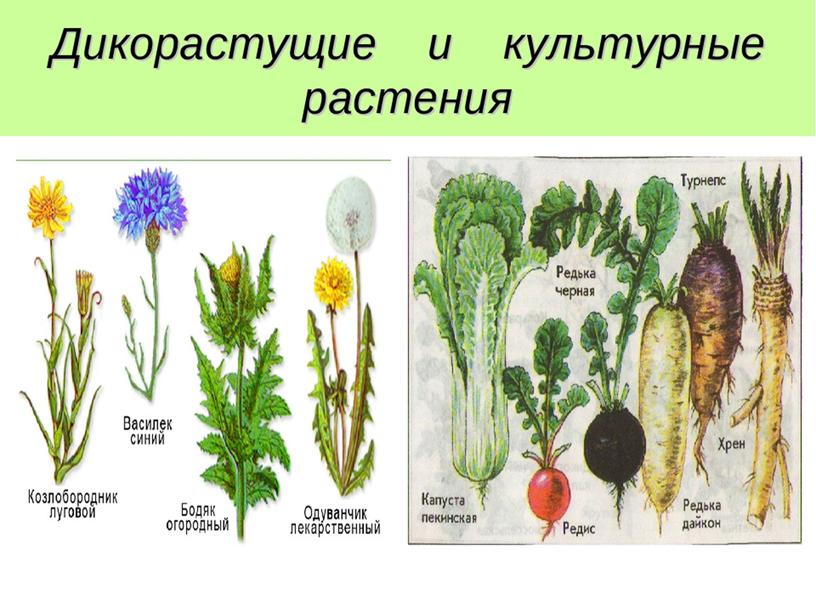 ПРЕЗЕНТАЦИЯ по окружающему миру 2 класс.Дикорастущие и культурные растения. ШКОЛА РОССИИ