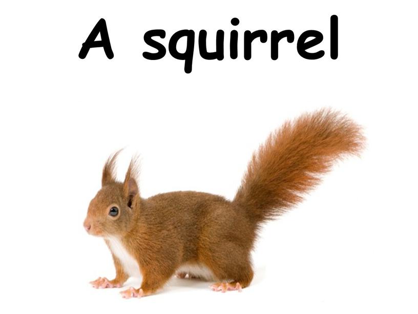 A squirrel