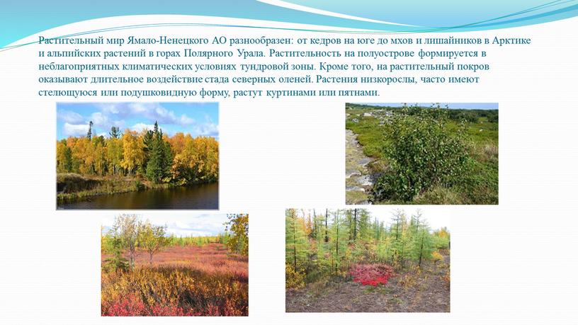 Растительный мир Ямало-Ненецкого