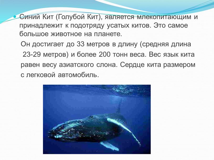 Синий Кит (Голубой Кит), является млекопитающим и принадлежит к подотряду усатых китов