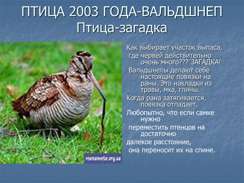 ПТИЦА 2003 ГОДА-ВАЛЬДШНЕП Птица-загадка