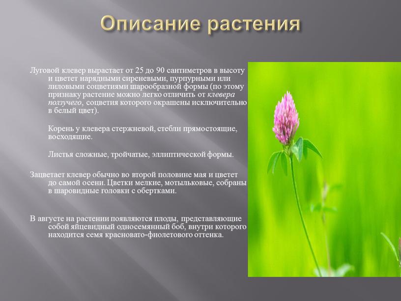 Описание растения Луговой клевер вырастает от 25 до 90 сантиметров в высоту и цветет нарядными сиреневыми, пурпурными или лиловыми соцветиями шарообразной формы (по этому признаку…