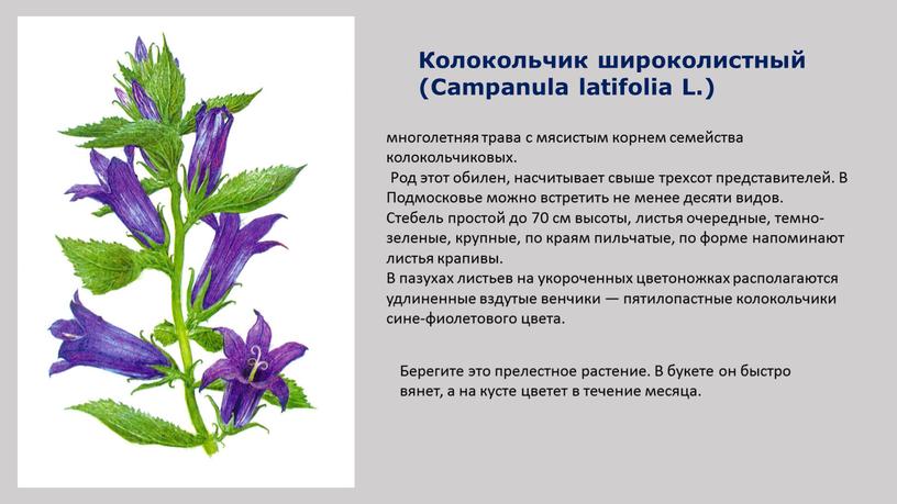 Колокольчик широколистный (Campanula latifolia