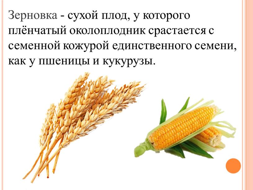 Зерновка - сухой плод, у которого плёнчатый околоплодник срастается с семенной кожурой единственного семени, как у пшеницы и кукурузы