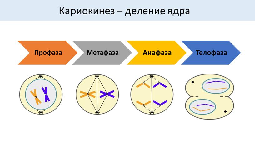 Кариокинез – деление ядра