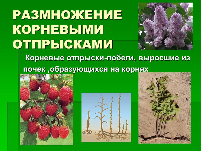 РАЗМНОЖЕНИЕ КОРНЕВЫМИ ОТПРЫСКАМИ