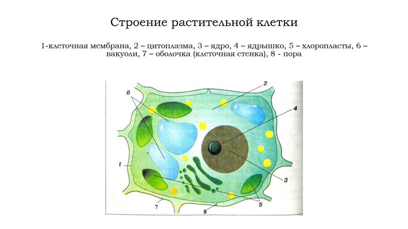 Строение растительной клетки 1-клеточная мембрана, 2 – цитоплазма, 3 – ядро, 4 – ядрышко, 5 – хлоропласты, 6 – вакуоли, 7 – оболочка (клеточная стенка),…