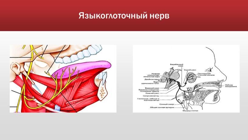 Языкоглоточный нерв