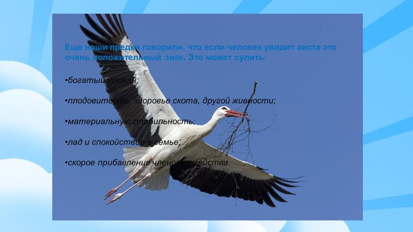 Еще наши предки говорили, что если человек увидит аиста это очень положительный знак