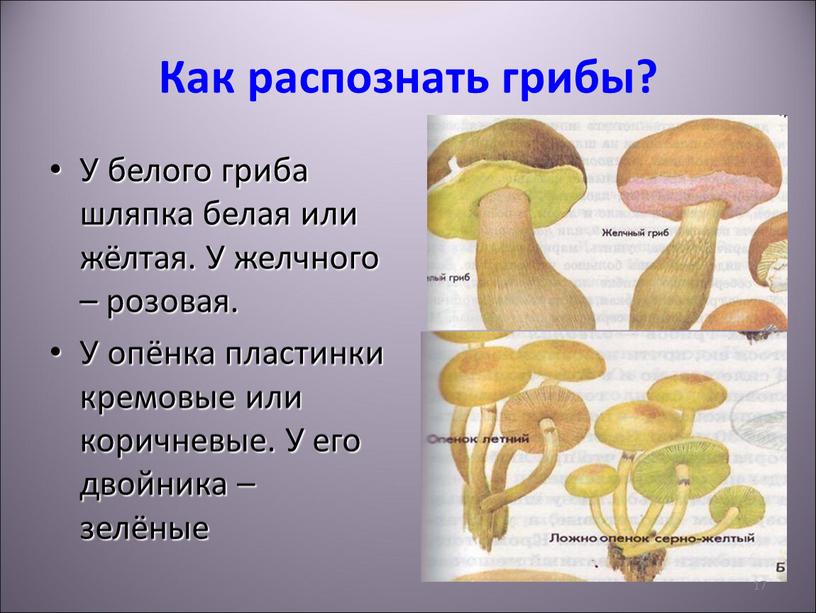 Как распознать грибы? У белого гриба шляпка белая или жёлтая