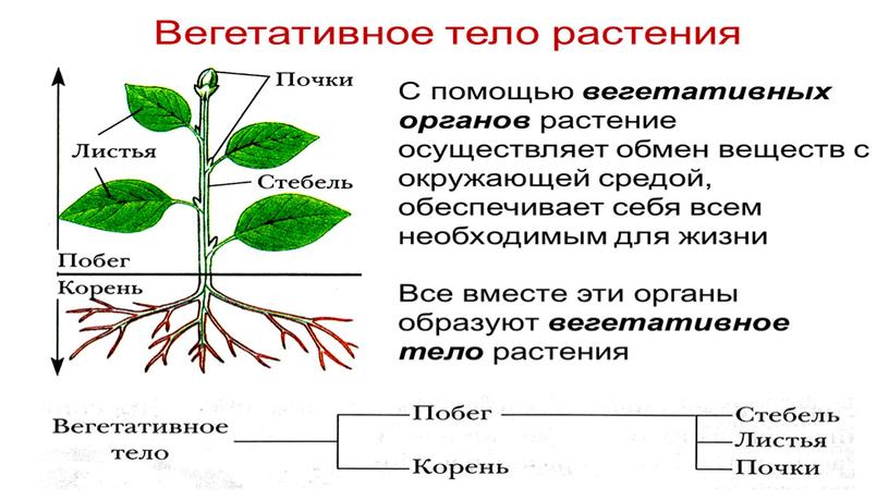 Размножение и оплодотворение растений. Вегетативное размножение