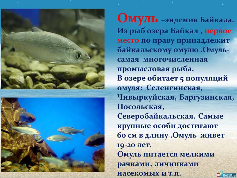 Омуль –эндемик Байкала. Из рыб озера