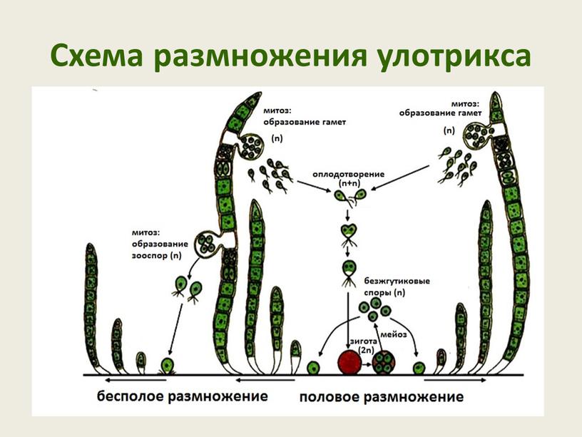 Схема размножения улотрикса