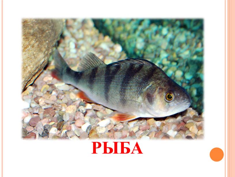 РЫБА