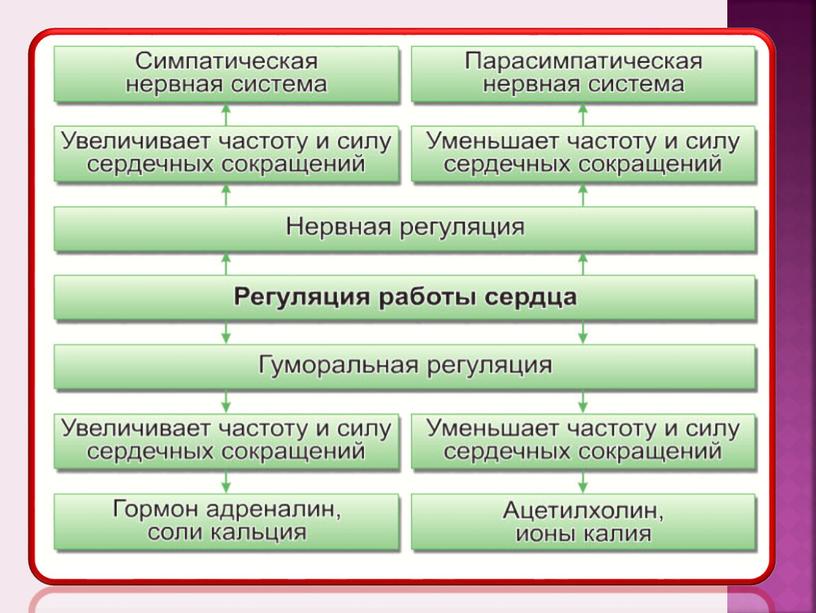 Презентация по биологии на тему "Строение и функции сердца"