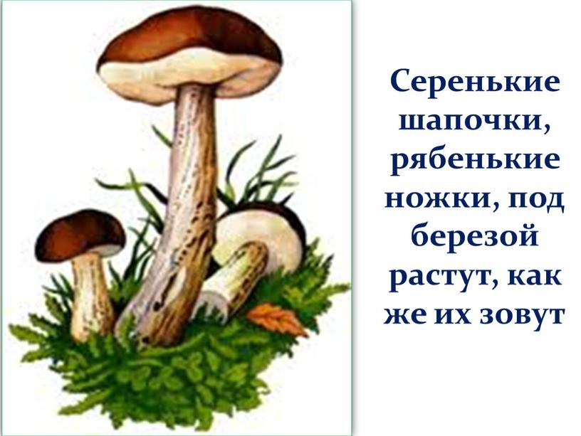 Серенькие шапочки, рябенькие ножки, под березой растут, как же их зовут