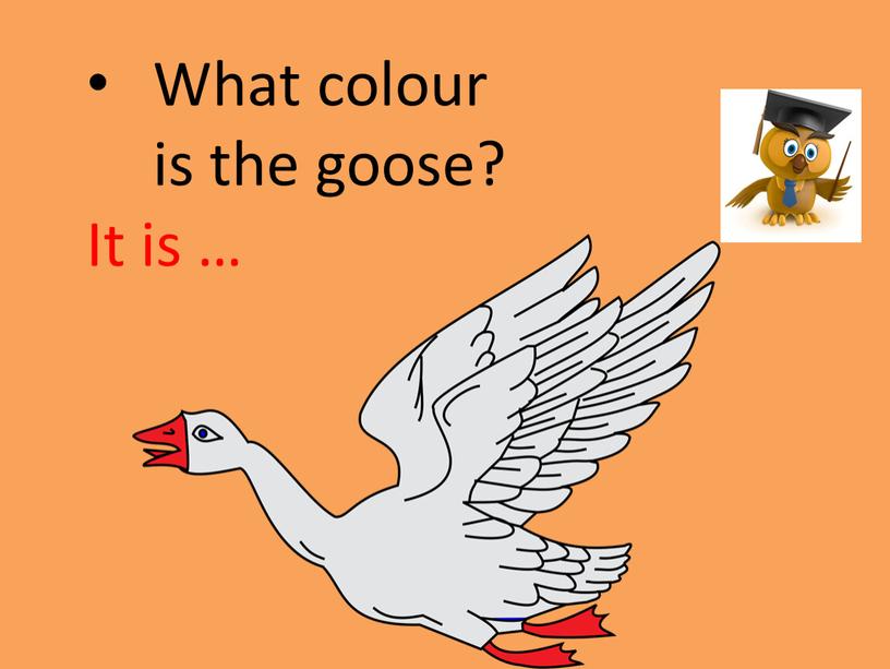 What colour is the goose? It is …