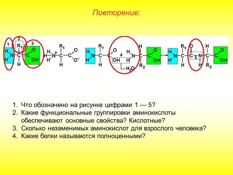 Повторение: Что обозначено на рисунке цифрами 1 — 5?