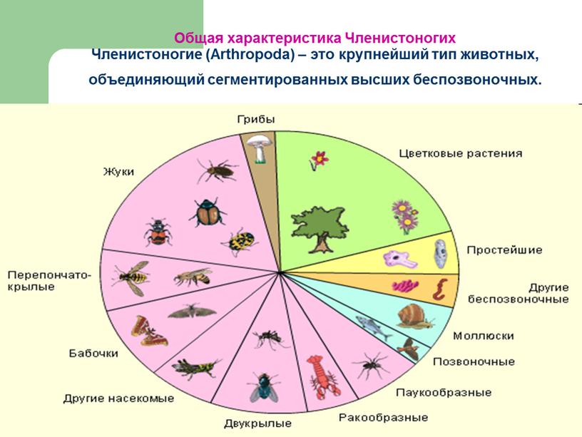 Общая характеристика Членистоногих