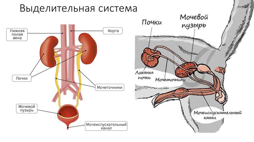 Выделительная система