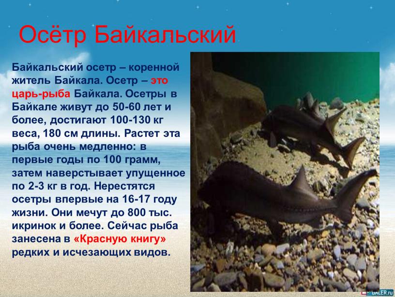 Осётр Байкальский Байкальский осетр – коренной житель