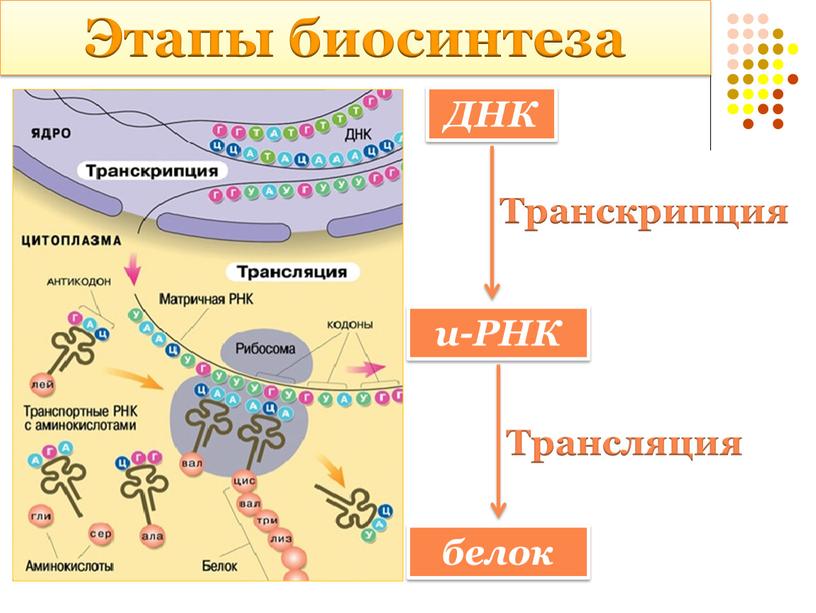 Этапы биосинтеза ДНК и-РНК Транскрипция белок