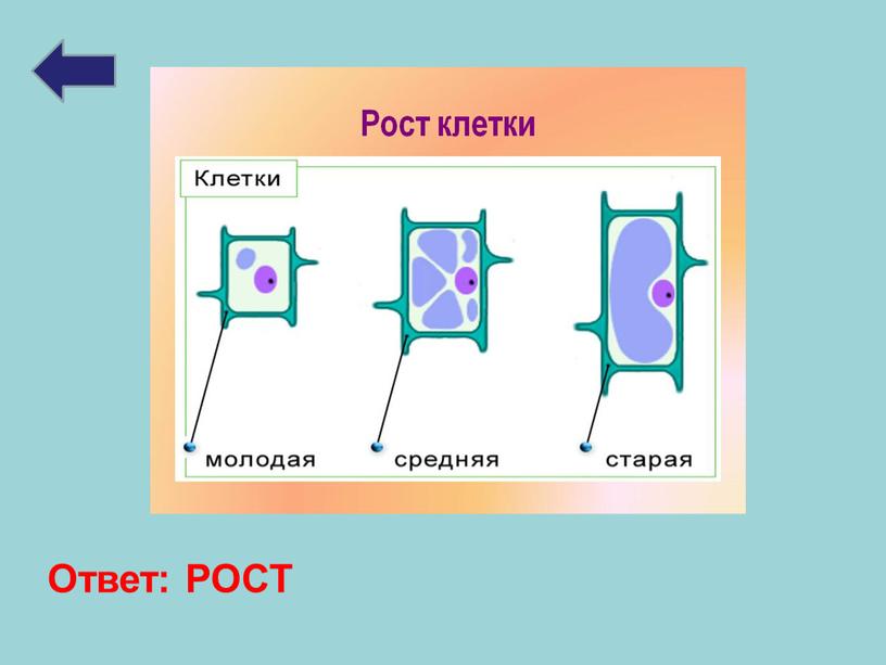 Ответ: РОСТ