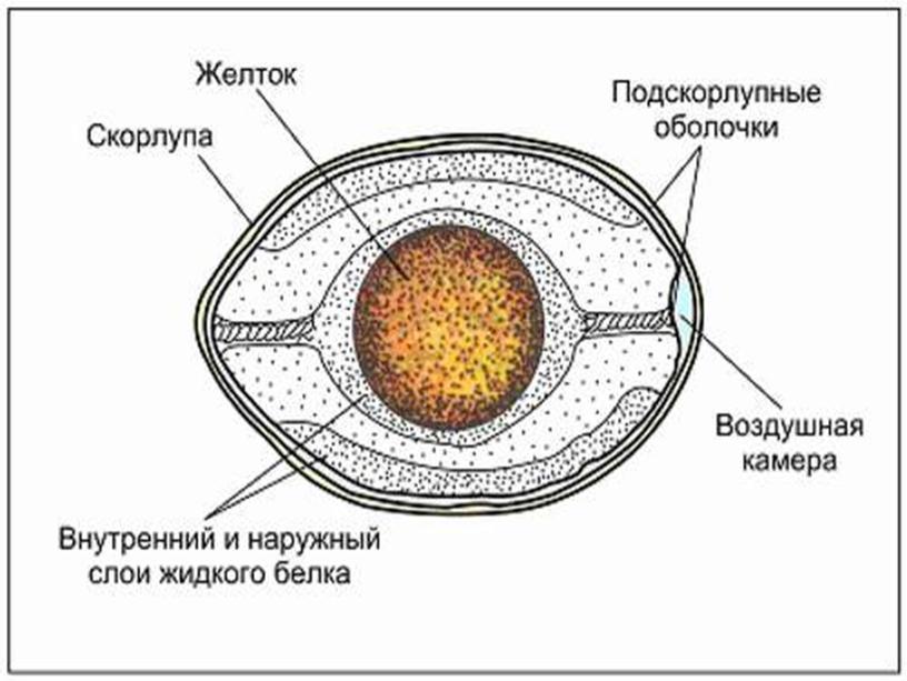 Использование яиц в кулинарии