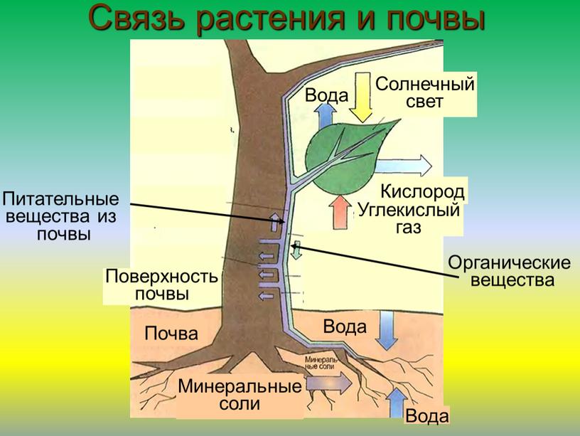 Связь растения и почвы Питательные вещества из почвы