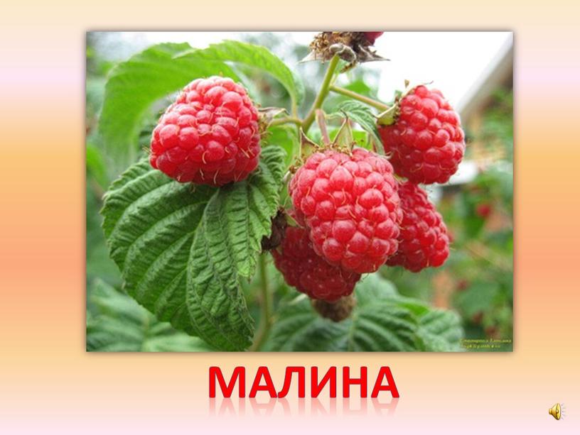 малина