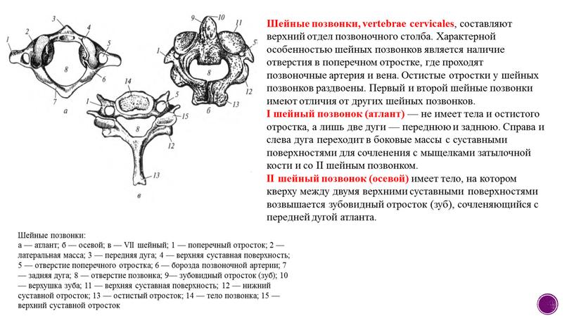 Шейные позвонки, vertebrae cervicales , составляют верхний отдел позвоночного столба